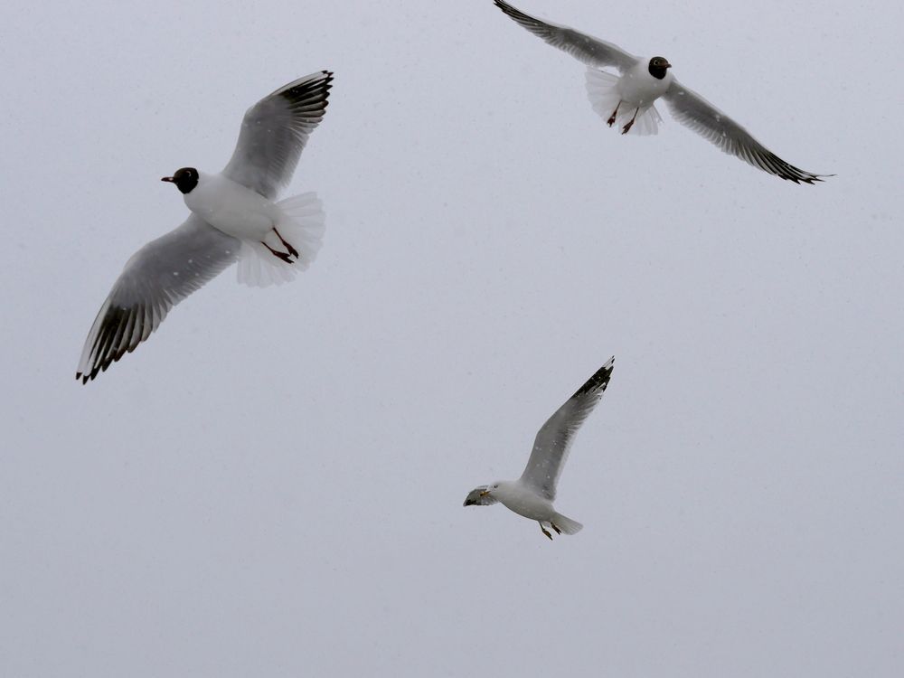 Фотография автора Владимир Лобанов