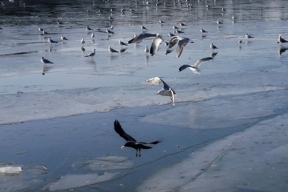 Фотография автора Владимир Лобанов