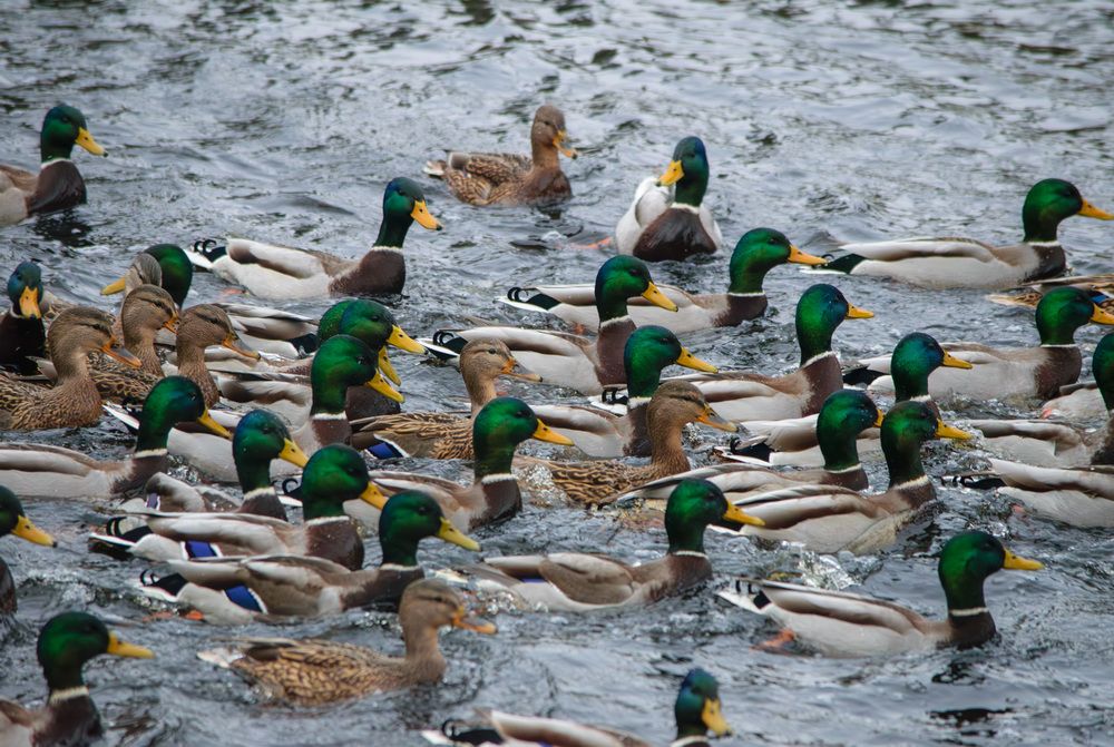 Photograph by Юрий Ступин