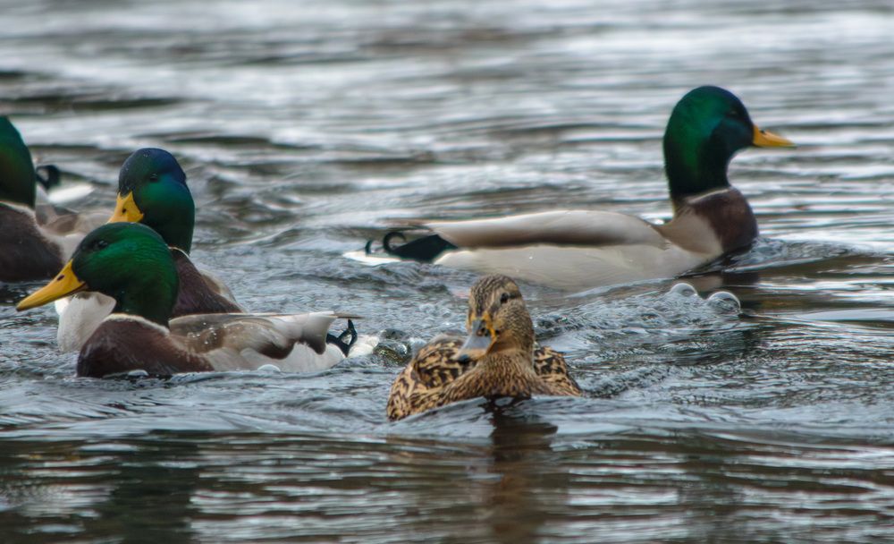 Photograph by Юрий Ступин