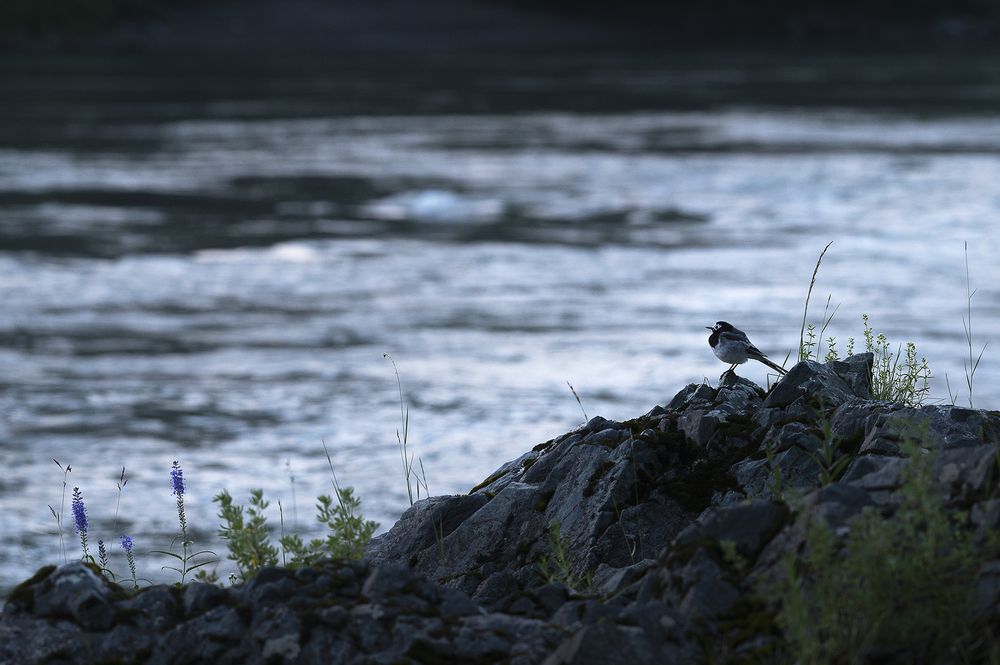 Фотография автора Светлана Андреева