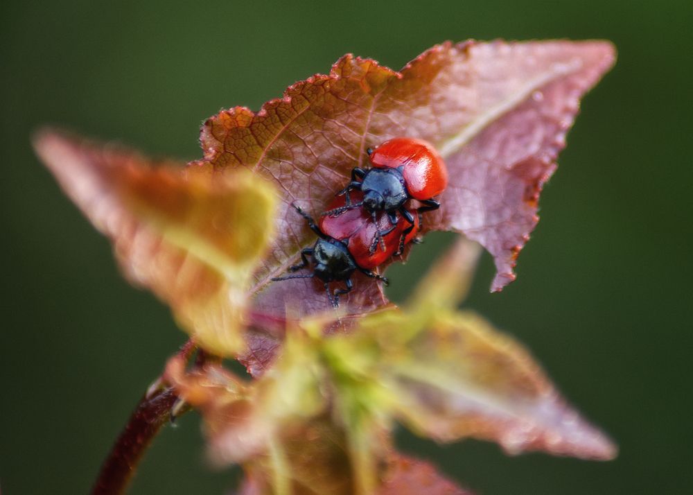 Photograph by Сергей Дишук