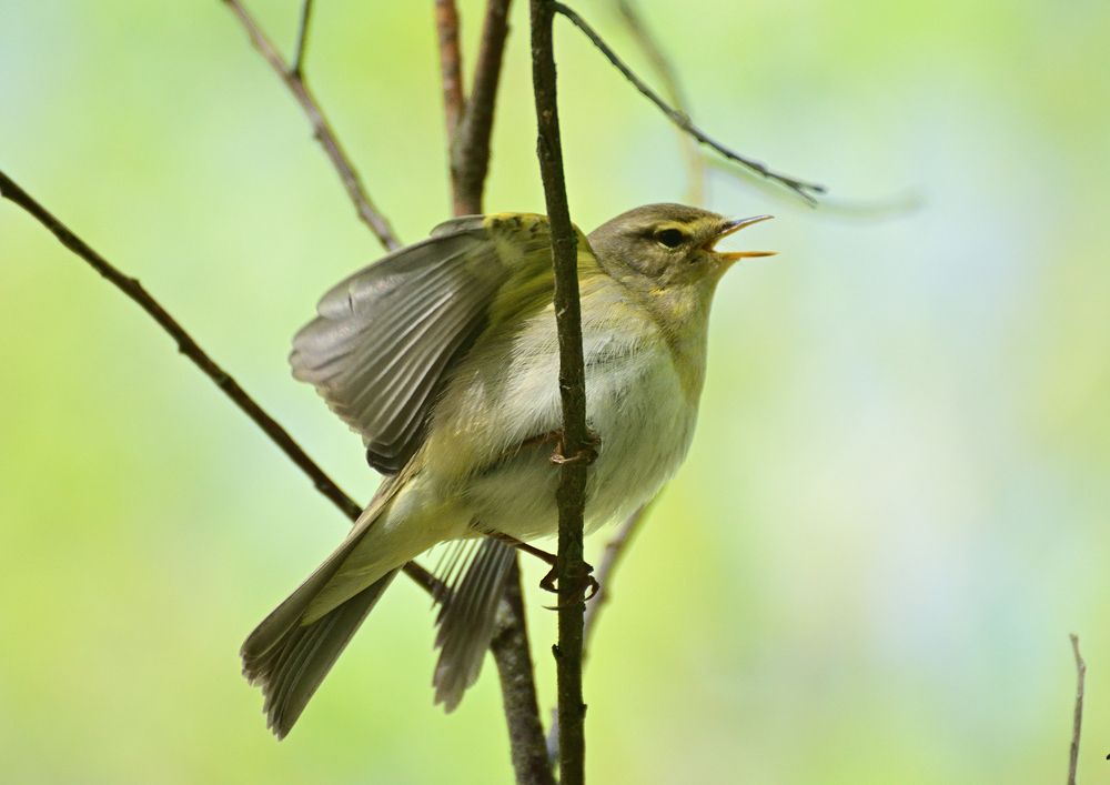Пеночка-весничка (Phylloscopus trochilus)