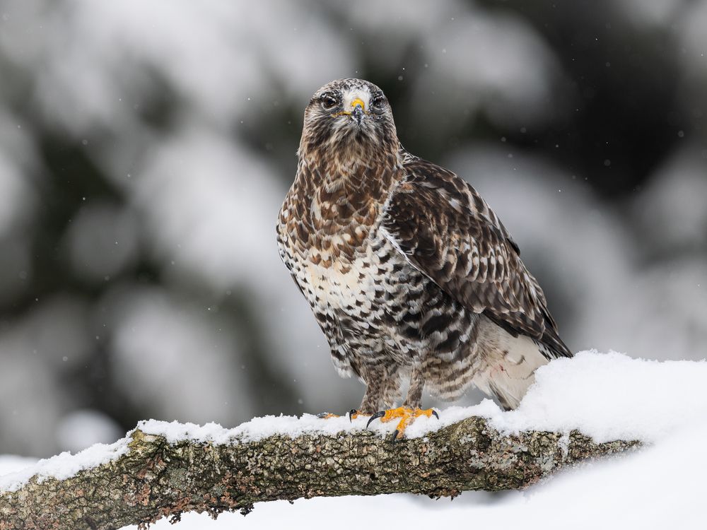 Photograph by Vladimir Pakalevich