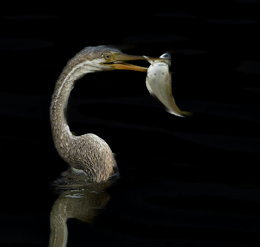 Photograph by Hirak Mitra