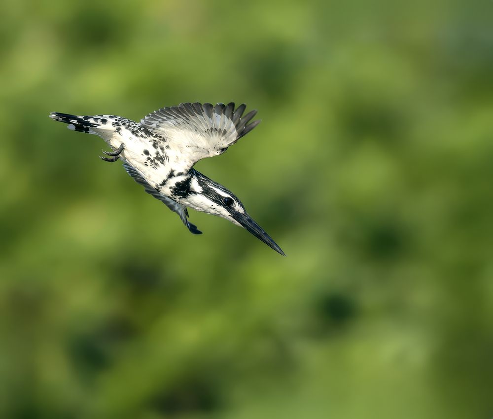 Photograph by Hirak Mitra