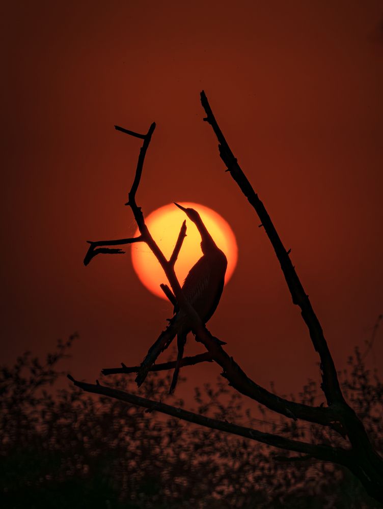 Photograph by Hirak Mitra