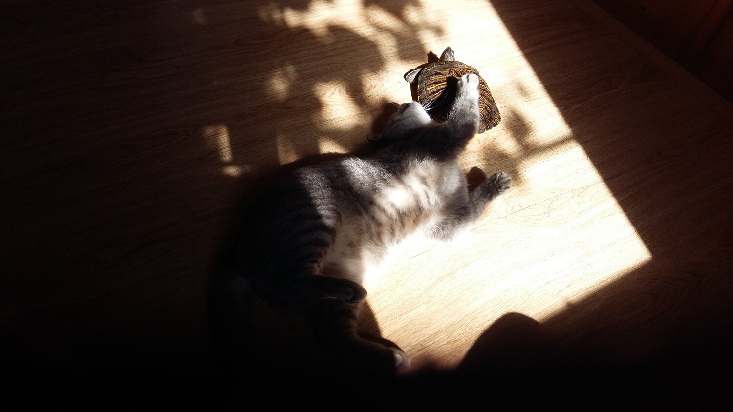 Photo #13242653
