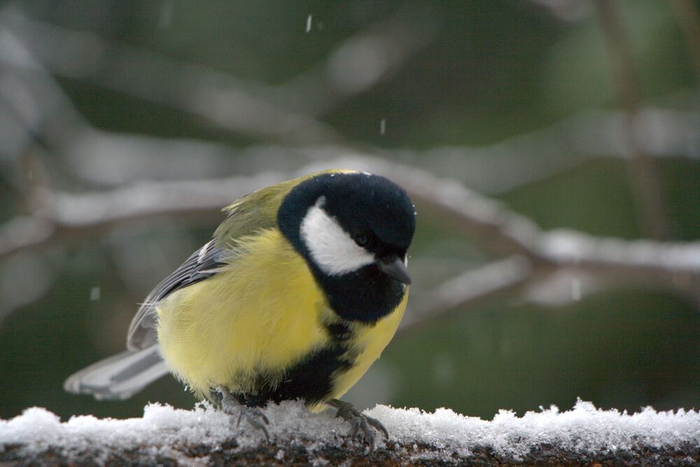 Photograph by Ирина Вассерлауф