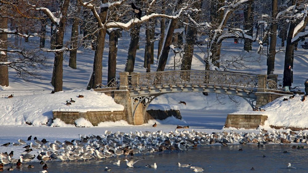 Фотография автора Галина Швыркова