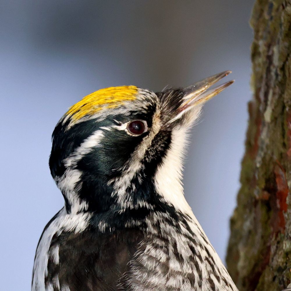 Фотография автора Галина Швыркова