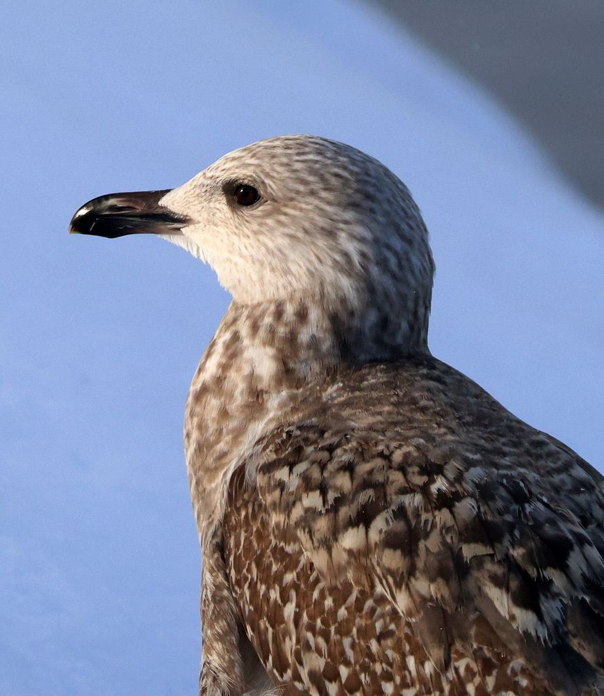 Серебристая чайка