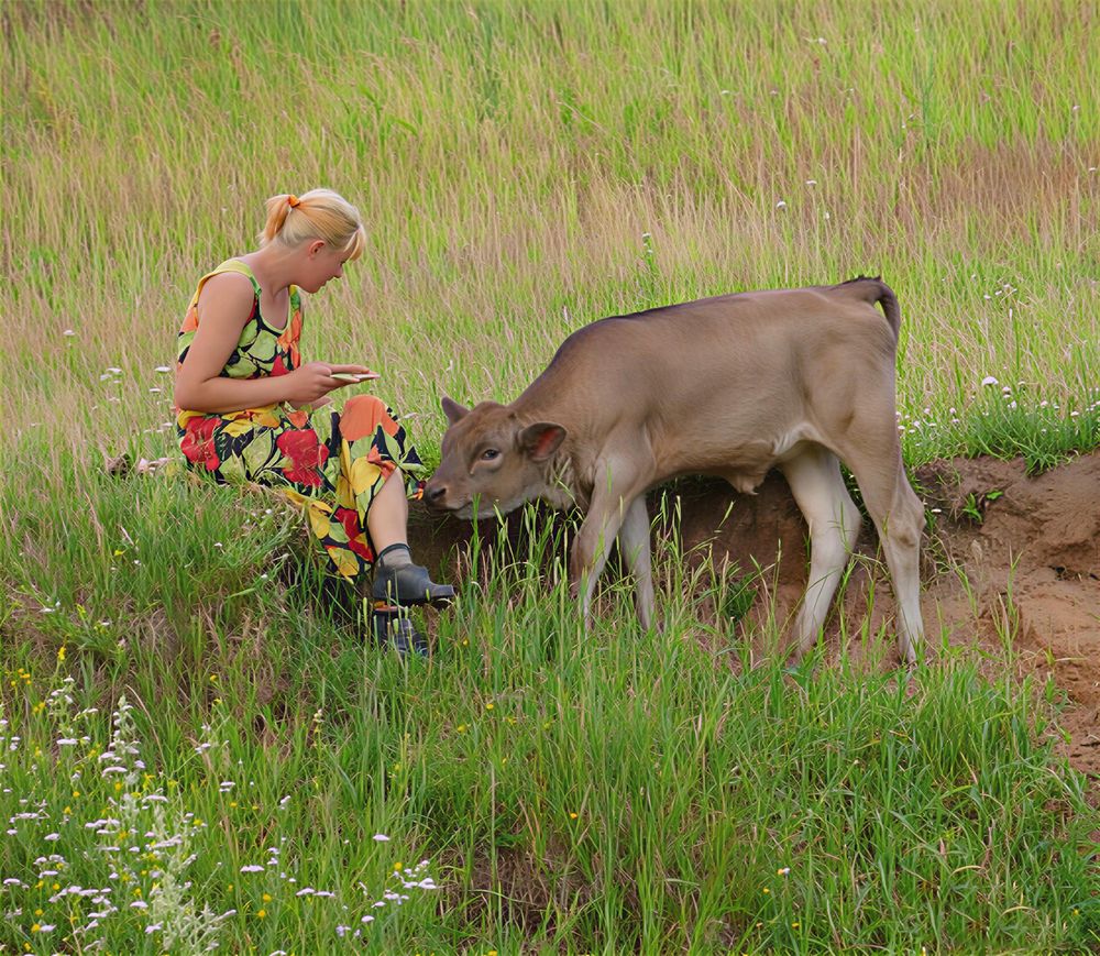 ласковый теленок