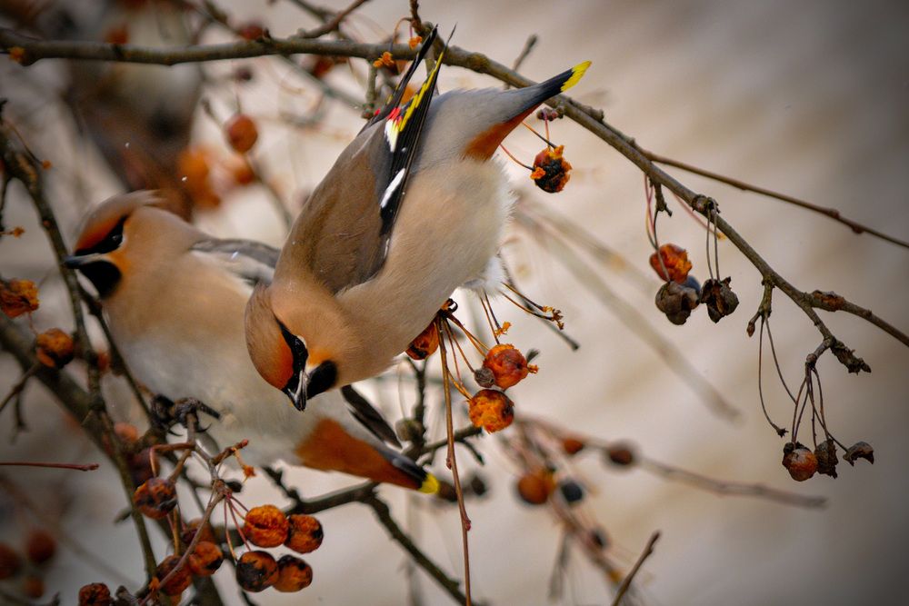 Photograph by Игорь Овсиенко
