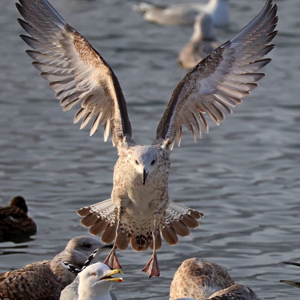 Фотография автора Галина Швыркова