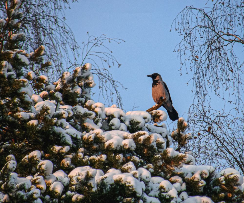 Photograph by Константин Мишнаевский