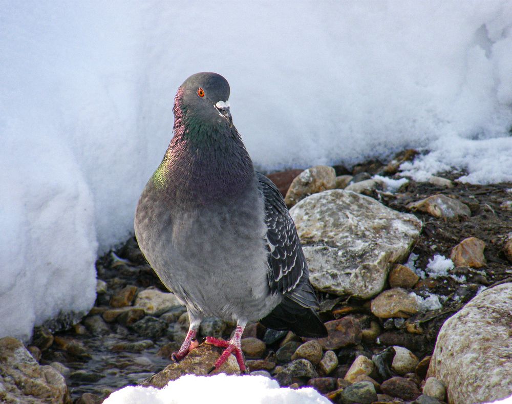 Photograph by Константин Мишнаевский