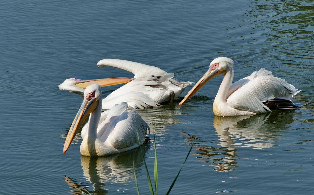 Pelicans