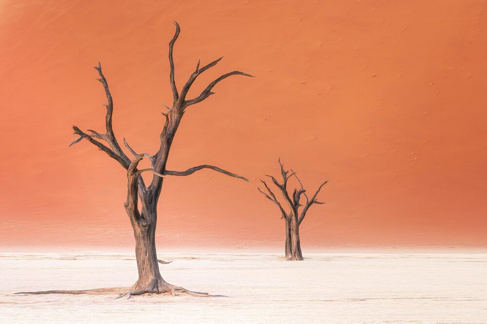 Silent Trees of the Namib