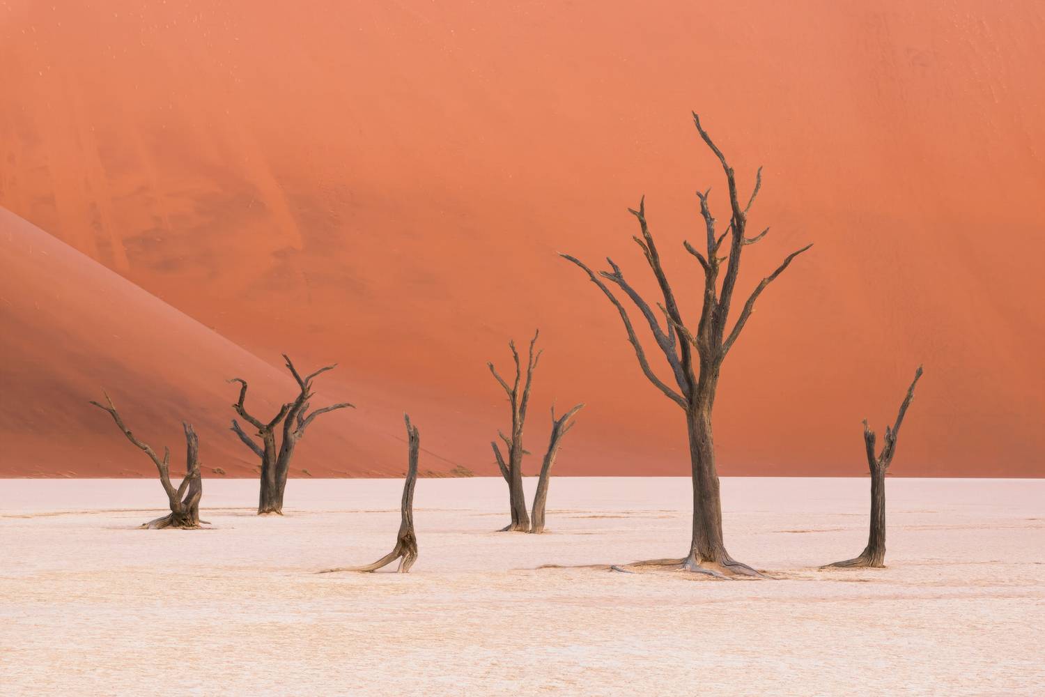 Silent Trees of the Namib