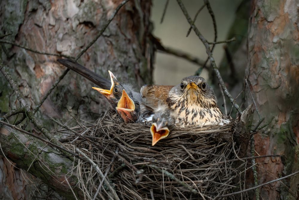 Невозмутимость