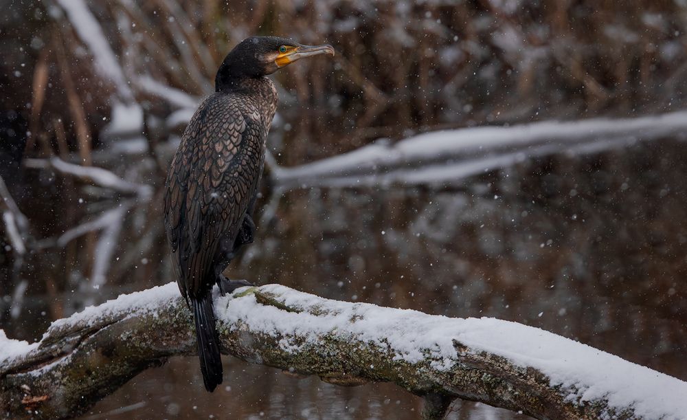 Photograph by Алёна Тиханович