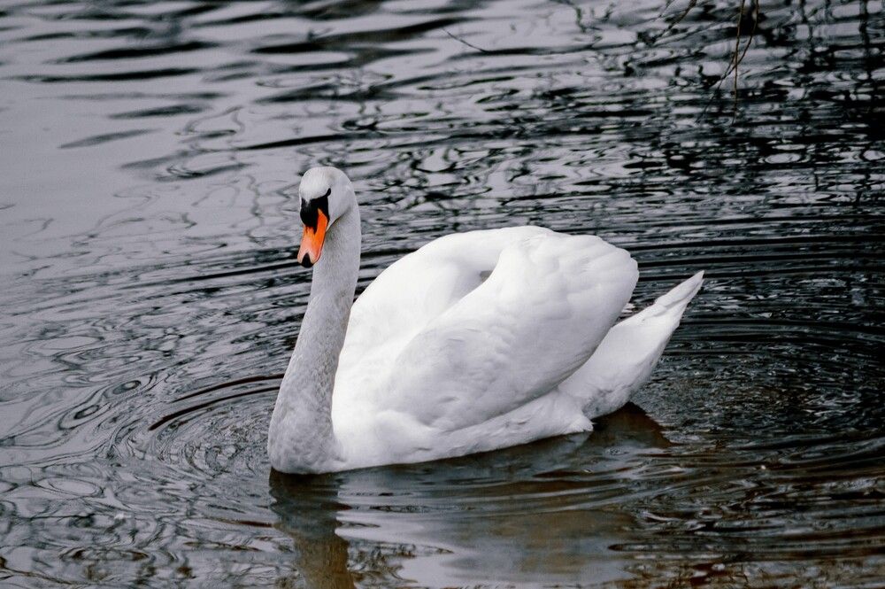 Photograph by Yuri Afanasyev