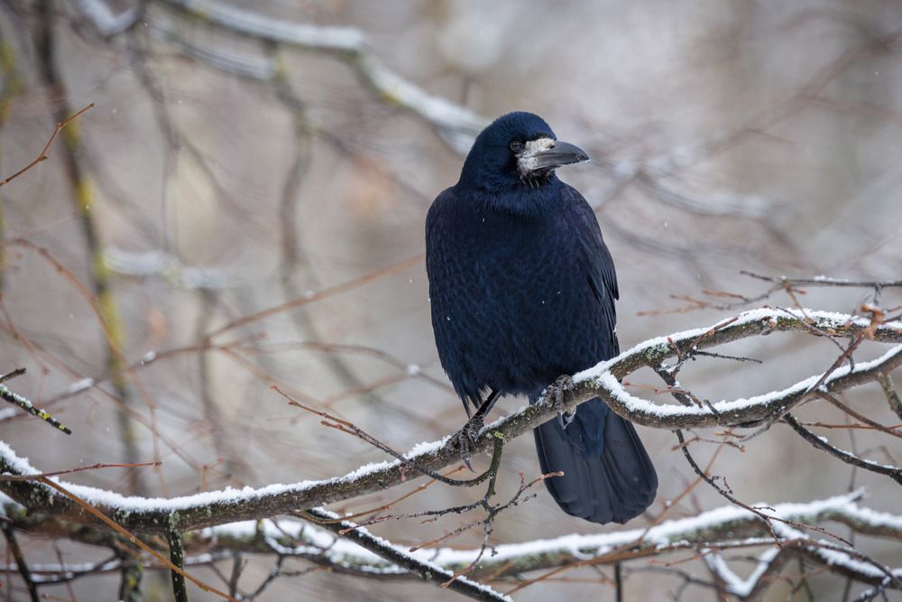 Photograph by Сергей Зорин