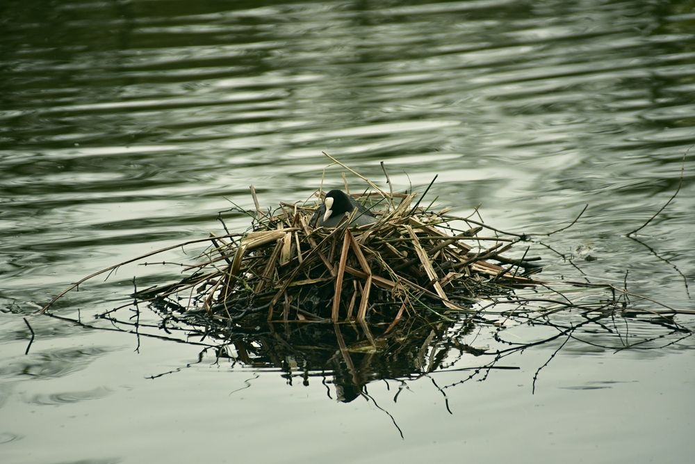 Photograph by Yuri Afanasyev