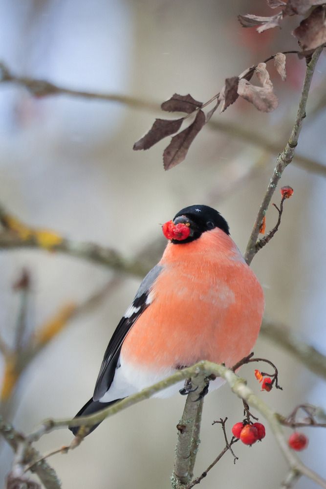 Photograph by Сергей Зорин