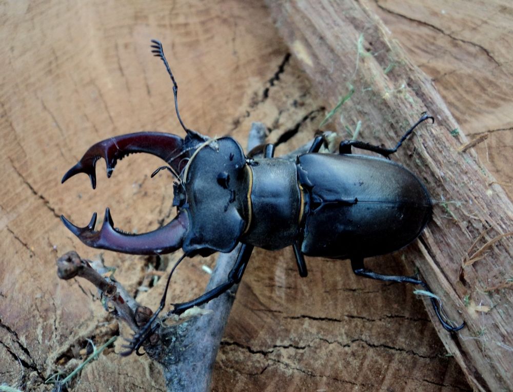 Photograph by Viktoriia Rusanova