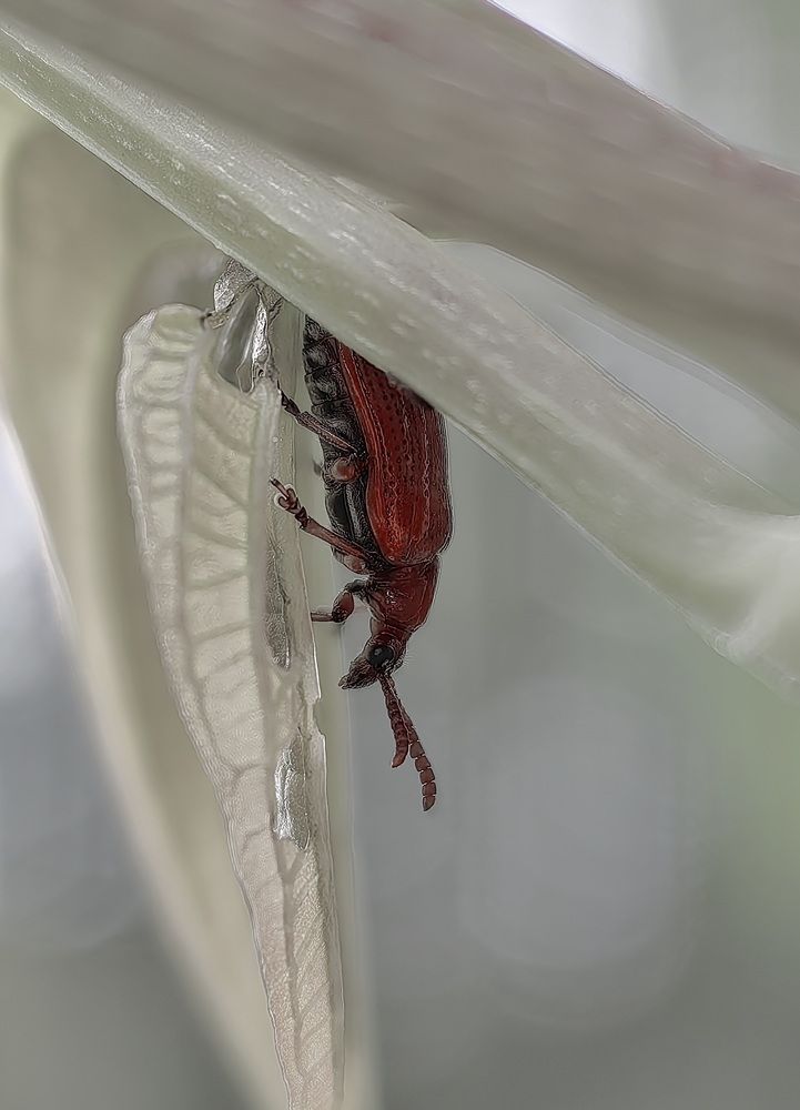 Photograph by Кристина Феминова