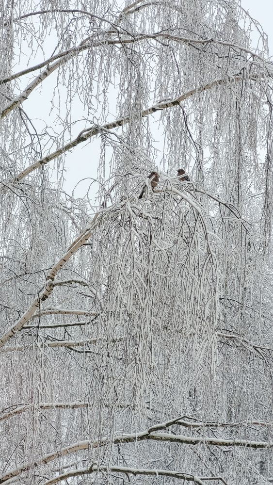 Photo #13243517