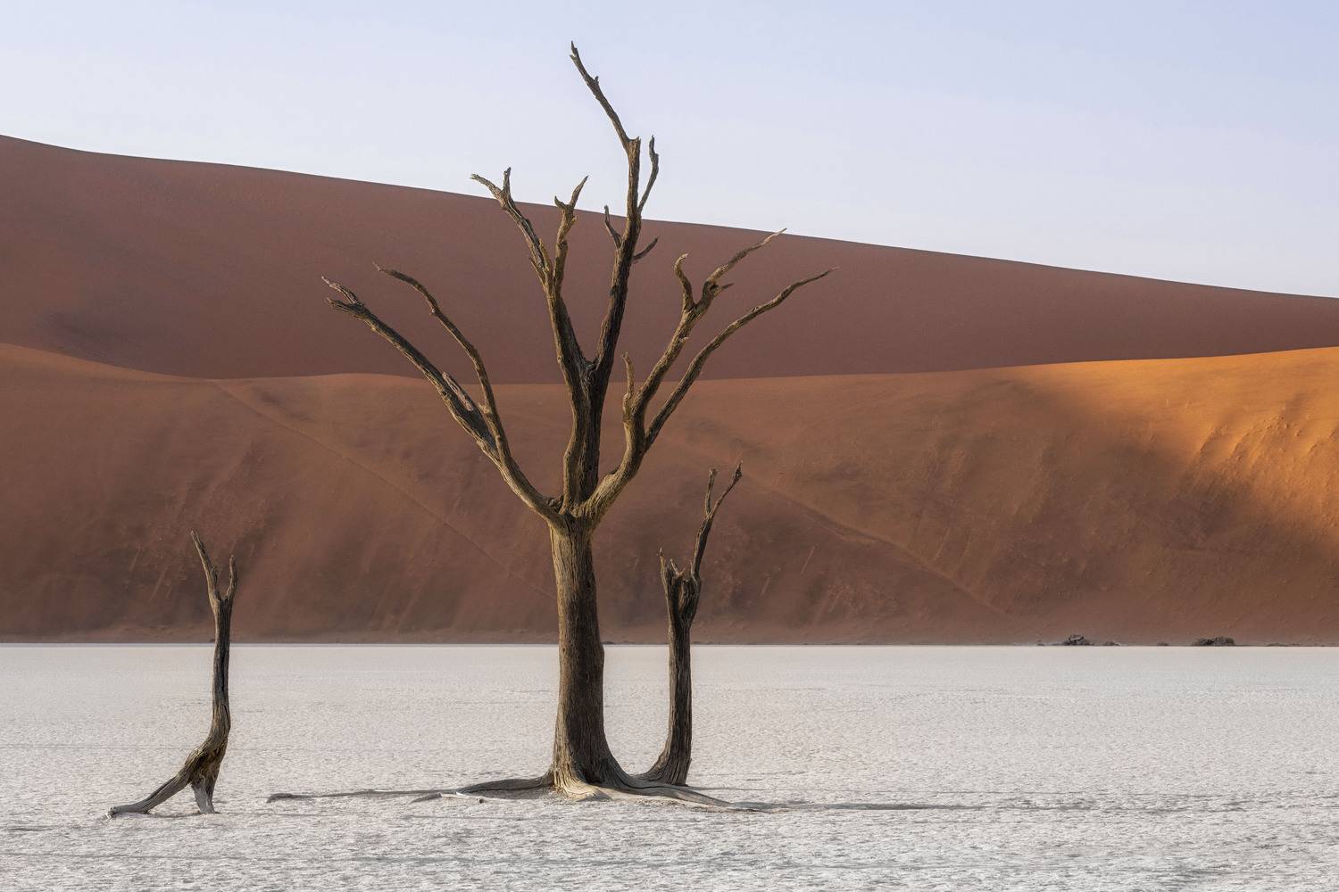 Silent Trees of the Namib