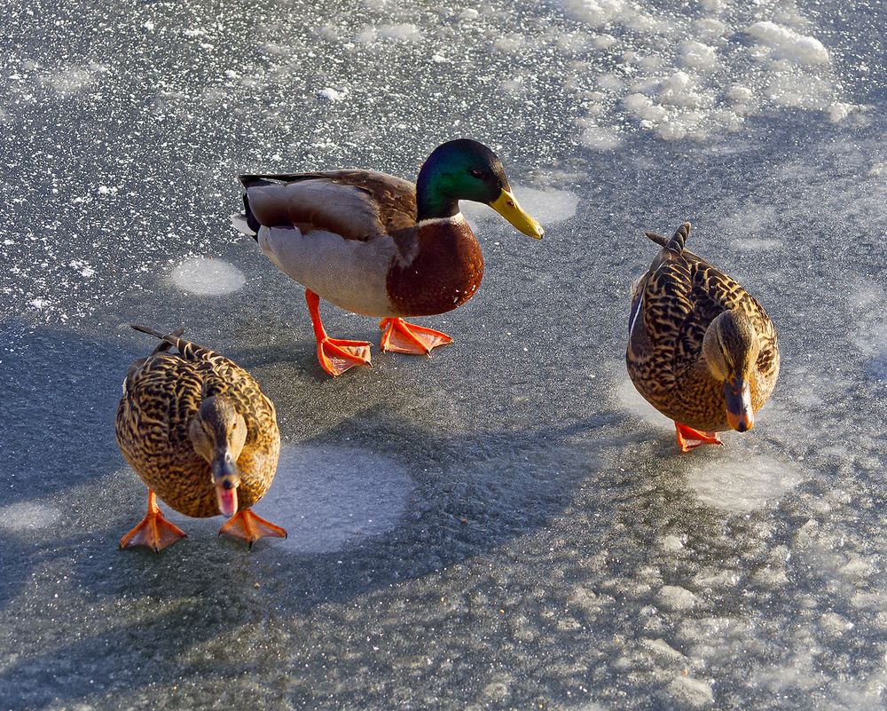 Photograph by Павел Кулинич