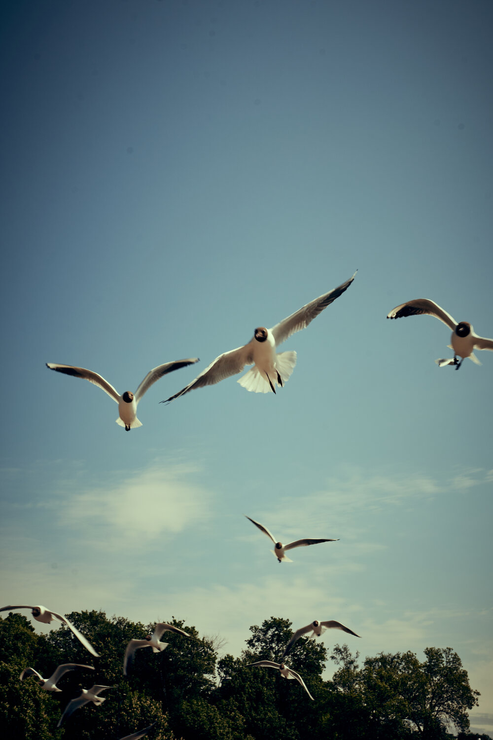 Photo #13243733