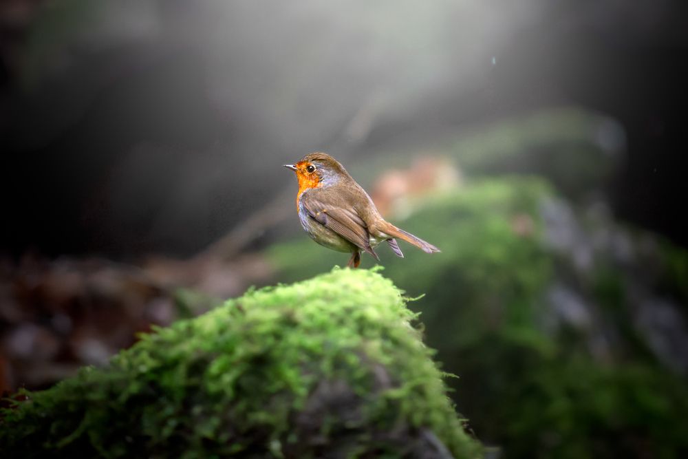 Photograph by Zephyr G