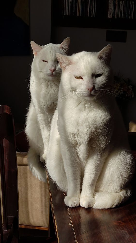 twins