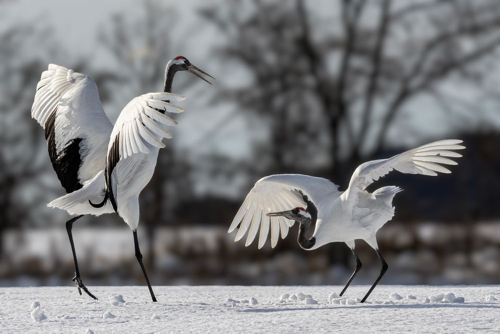 Photograph by Vorobeychik Vladimir