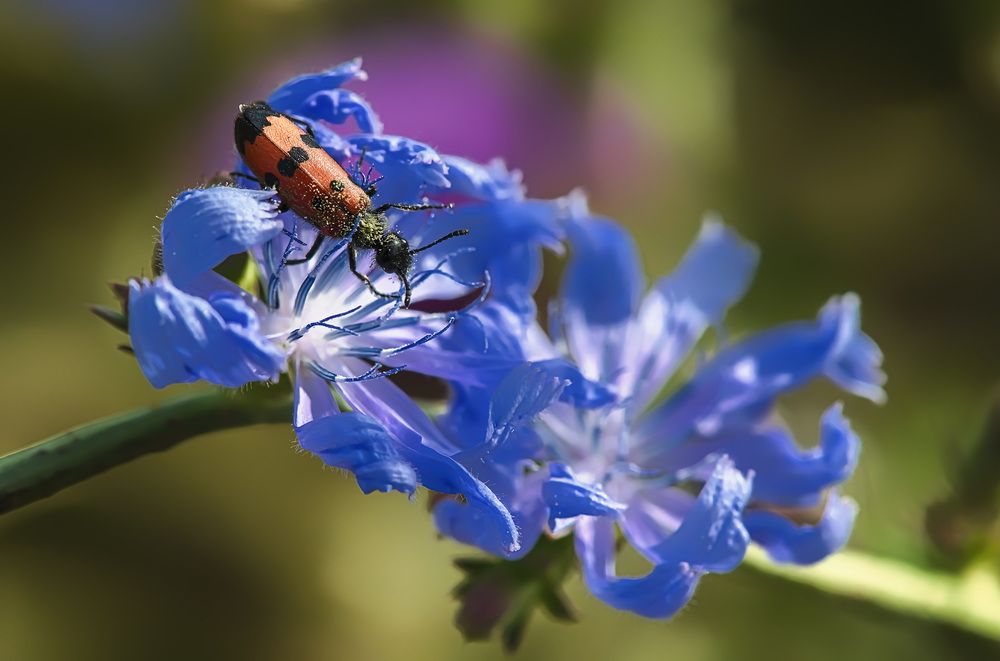 Цикорий тоже вкусный!..