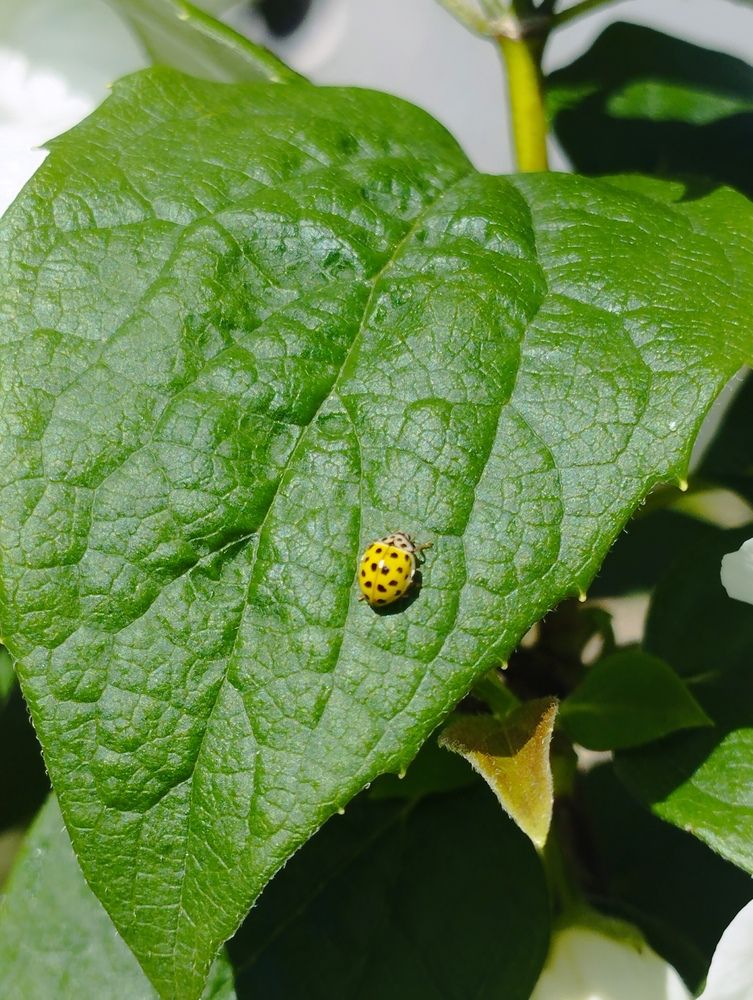 Фотография автора Ия Дирко