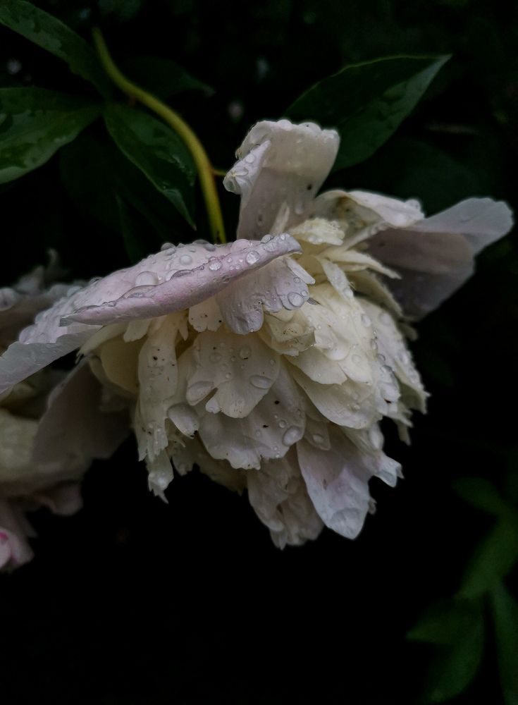 Photograph by Яна Йорданова