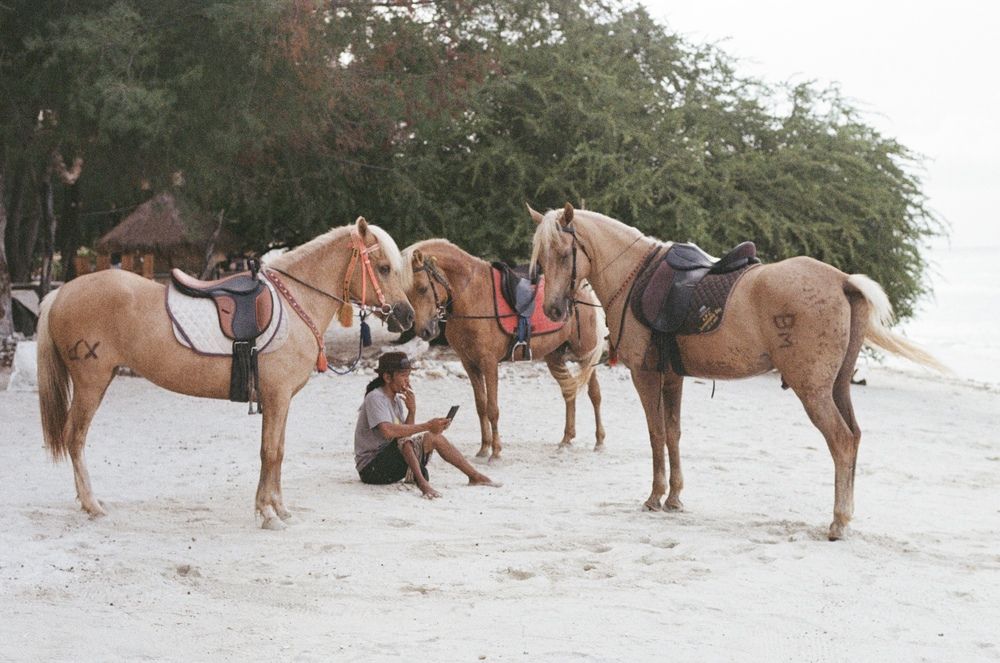 People and horses