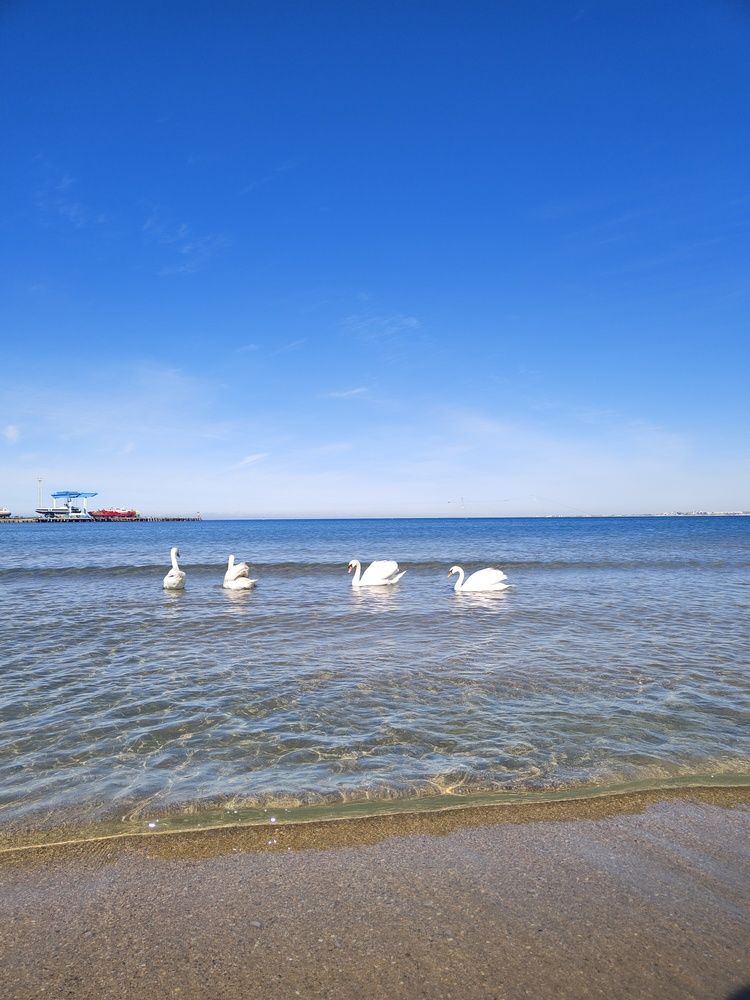 Photograph by Алла Ларина