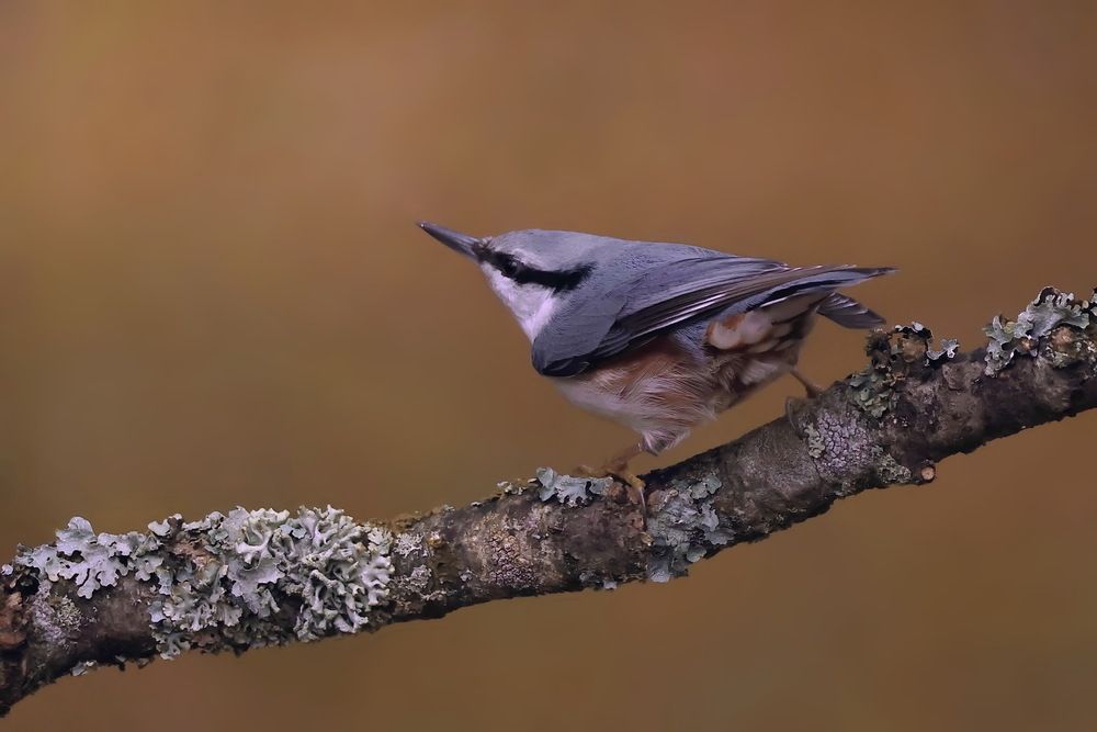 Photograph by Игорь Чеботарёв