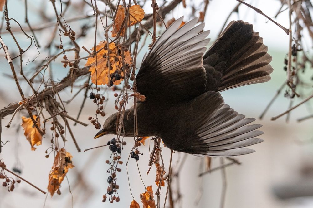 Photograph by Арсен Алабердов