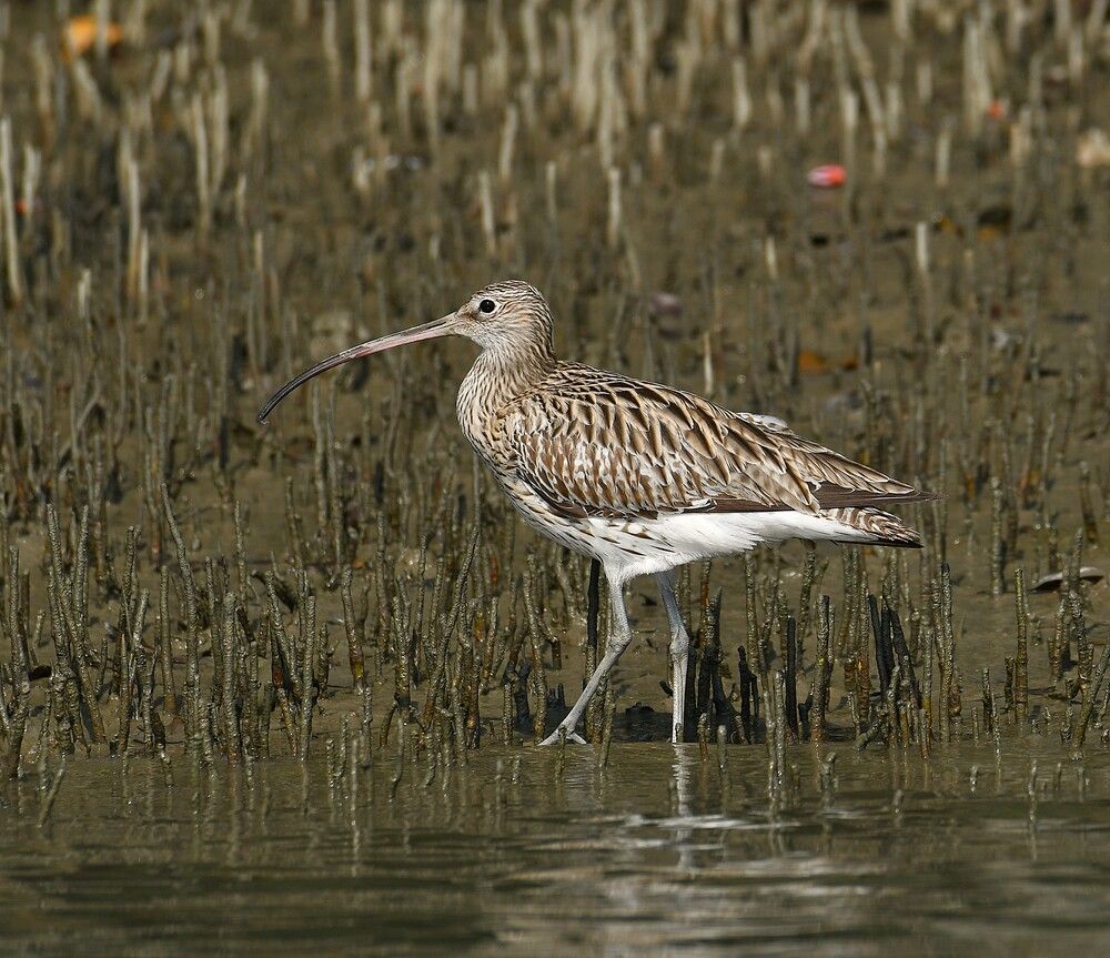 Photograph by AmanPreet kaur saluja