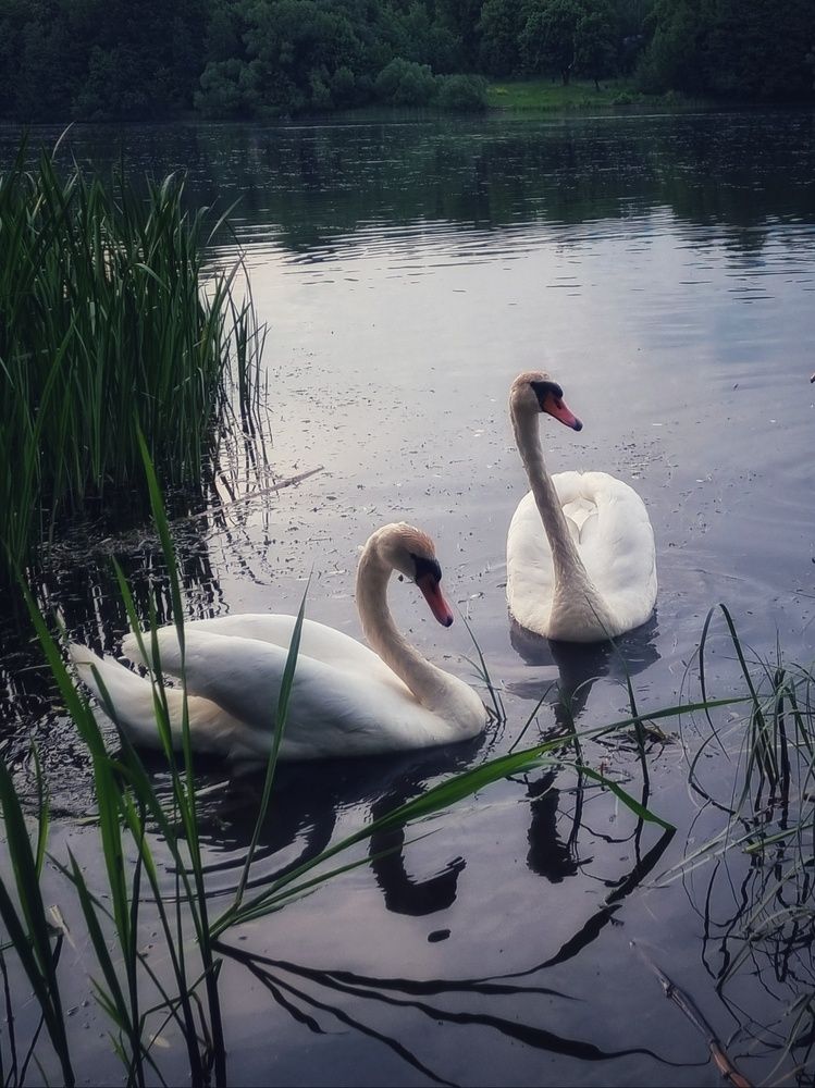 Photograph by Елена