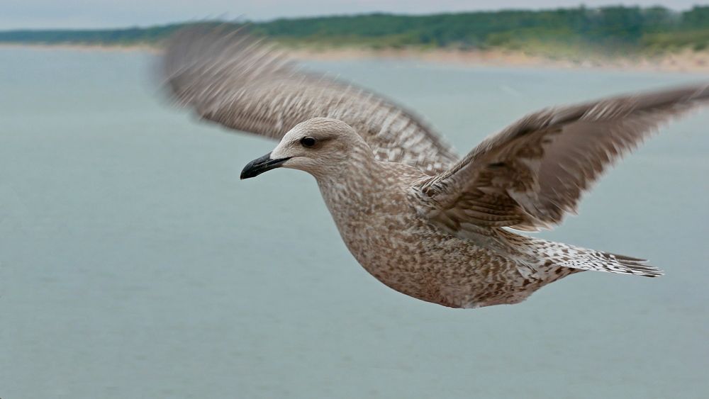 Фотография автора Владимир Лобанов