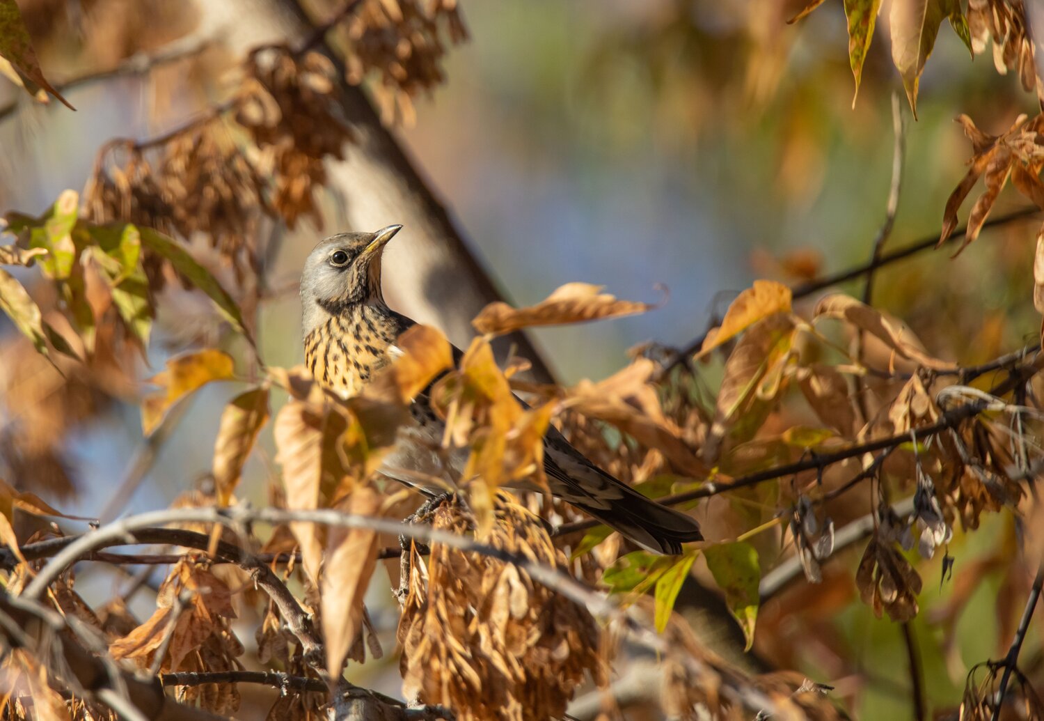 Photo #13245447